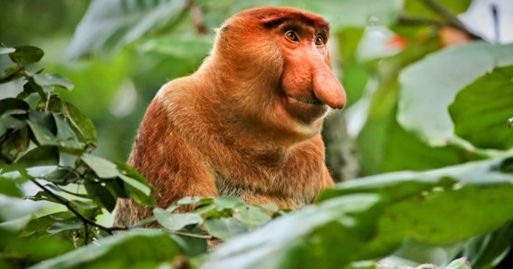 Proboscis Monkey 