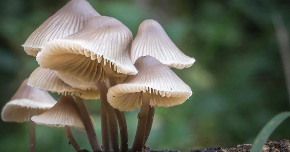 What Are Types Of Mushrooms?