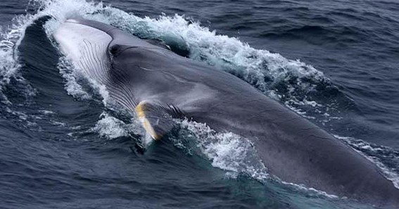 Fin Whale 