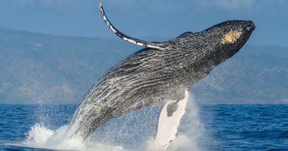 Humpback Whale 