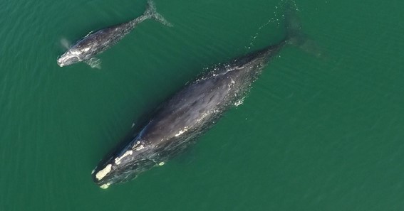 North Atlantic Right Whale 