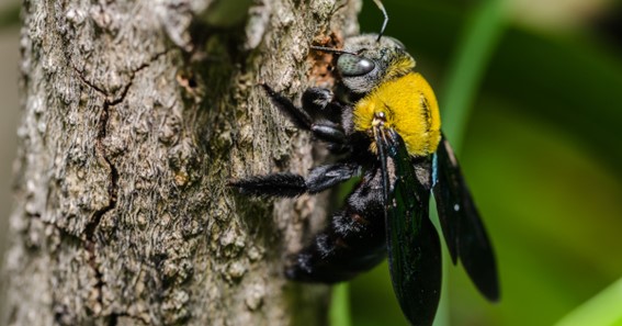 How To Get Rid Of Carpenter Bees