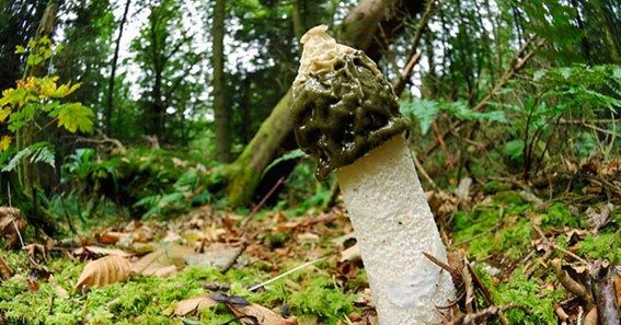 how to get rid of stinkhorn fungus
