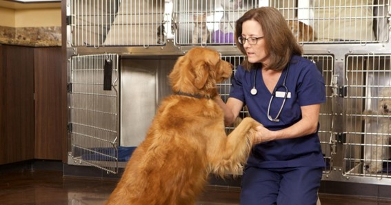 How Pet First Aid and CPR Training Benefits Professional Dog Kennels